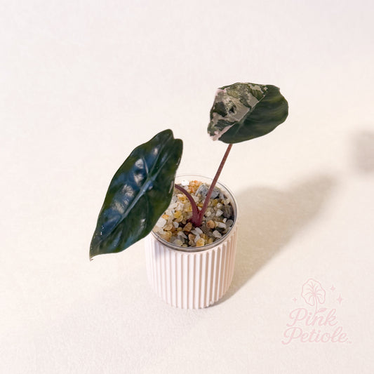 Alocasia Chantrieri Pink Variegated