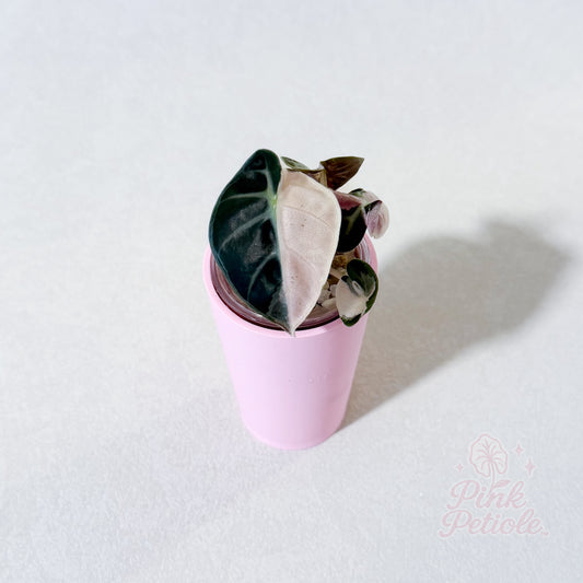 Alocasia Balloon Heart Pink Variegated