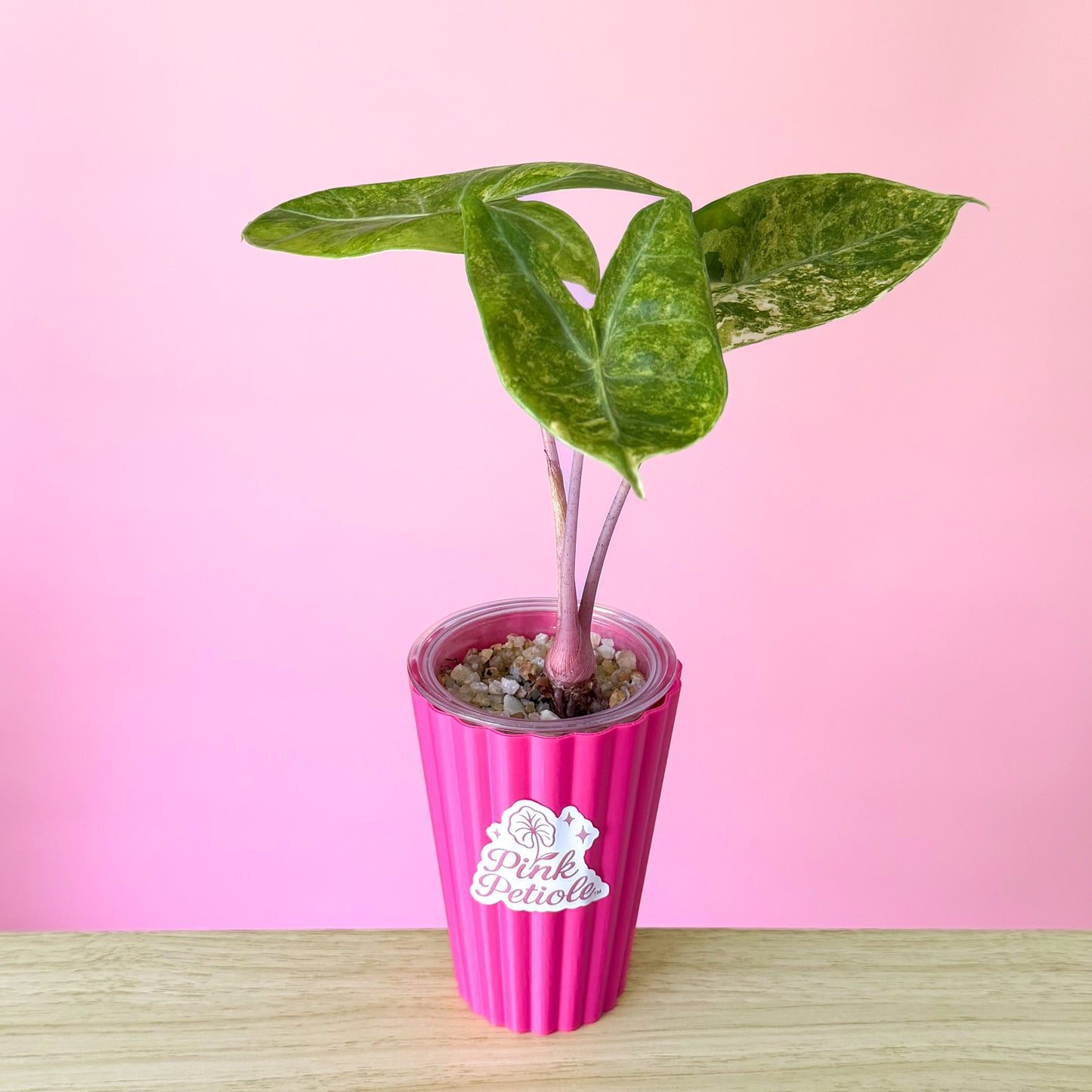 Alocasia Pink Dragon Aurea