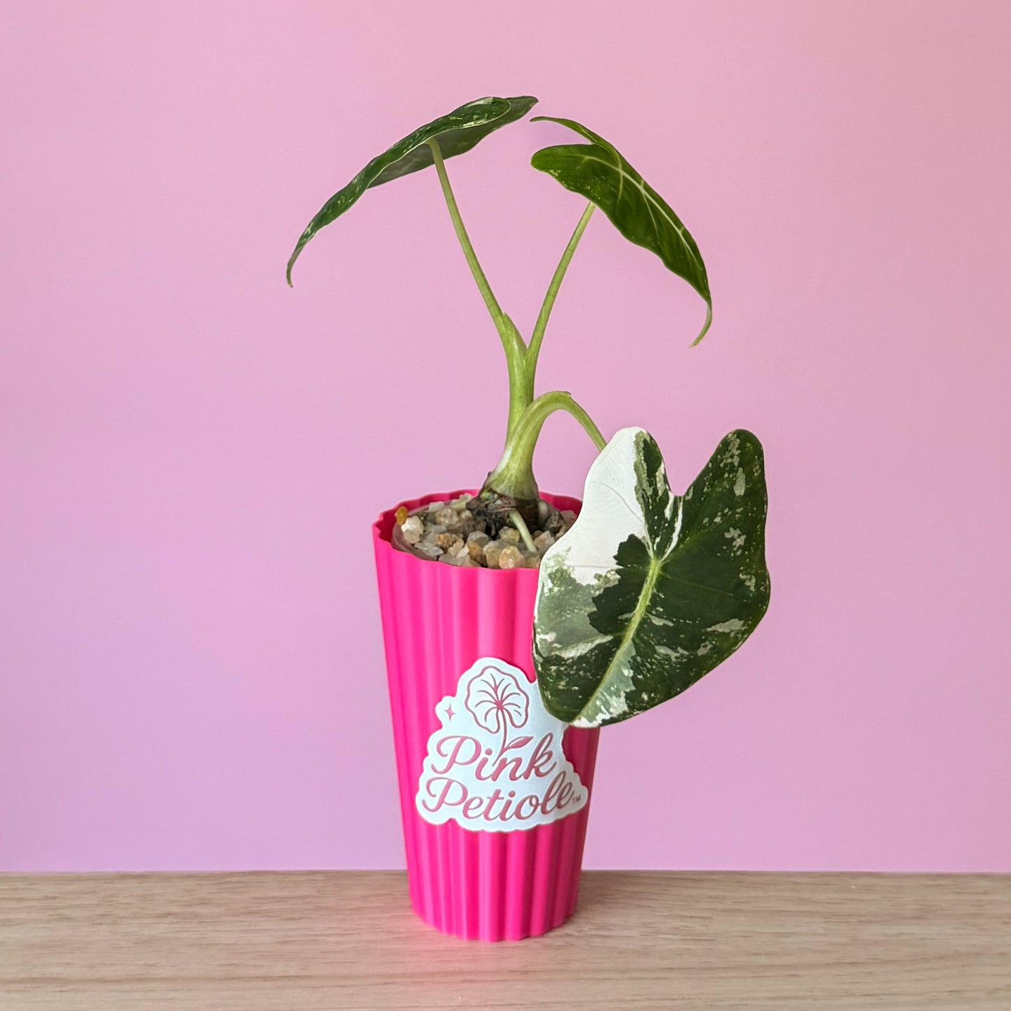 Alocasia Frydek Albo Variegated