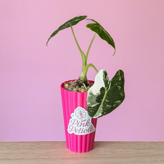 Alocasia Frydek Albo Variegated