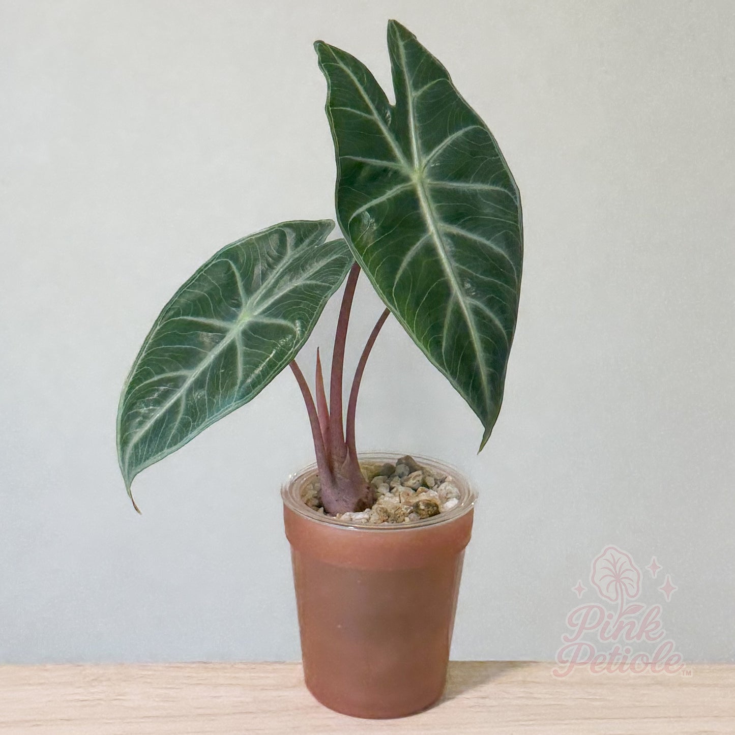 Alocasia Pink Dragon Variegated