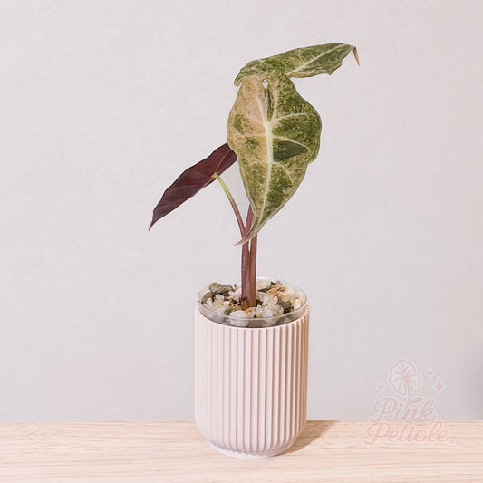 Alocasia Black Satun Stardust