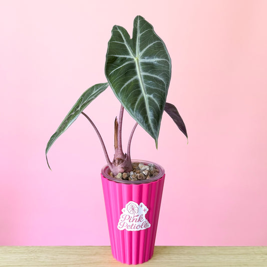 Alocasia Nairobi Nights