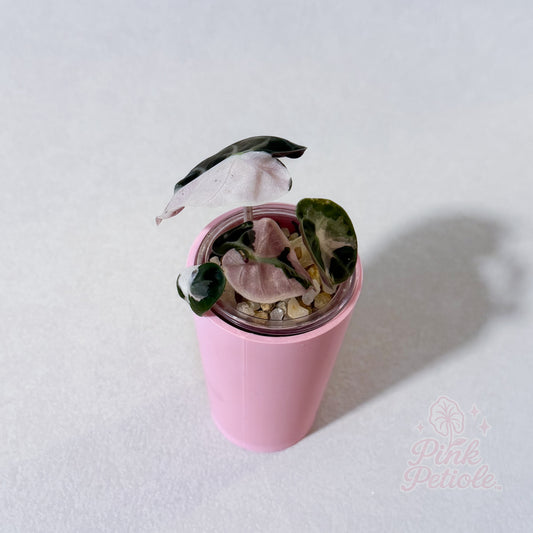 Alocasia Balloon Heart Pink Variegated