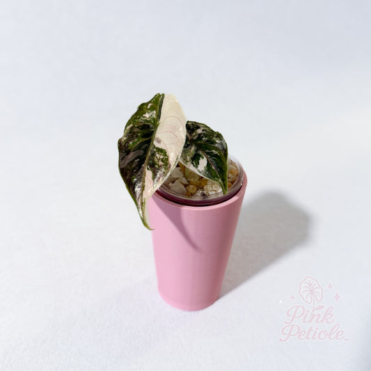 Alocasia Azlanii Pink Variegated