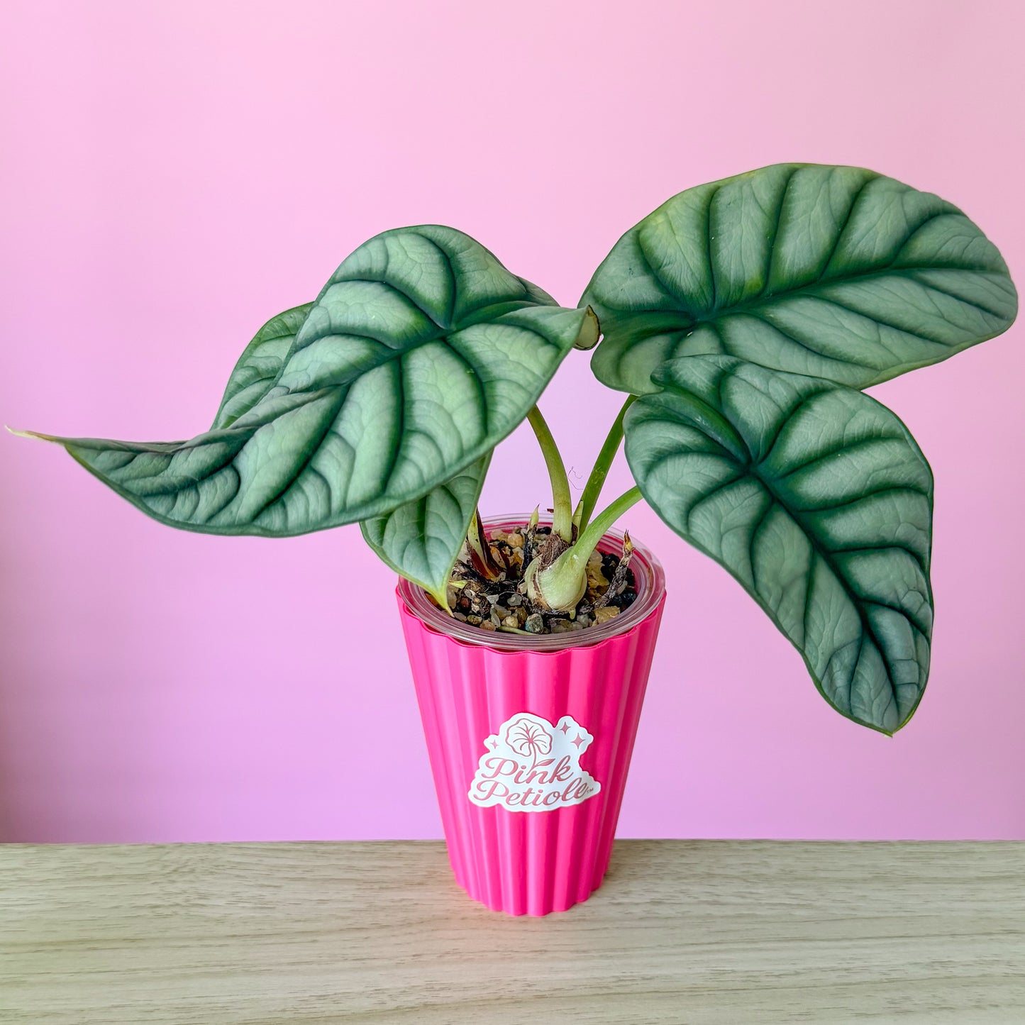 Alocasia Silver Dragon