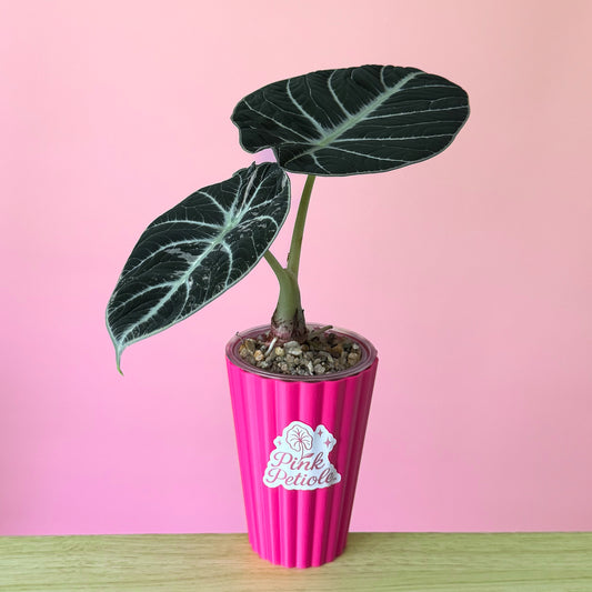 Alocasia Ninja Pink Albo Variegated