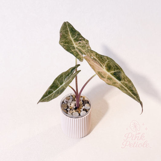 Alocasia Black Satun Stardust